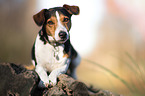 Jack Russell Terrier