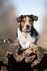 Jack Russell Terrier