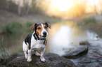 sitting Jack Russell Terrier