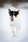 Jack Russell Terrier in the snow