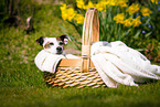 Jack Russell Terrier in basket