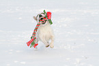 playing Jack Russell Terrier