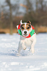 Jack Russell Terrier in the snow