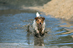 running Jack Russell Terrier