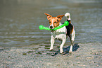 playing Jack Russell Terrier