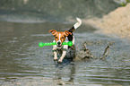 playing Jack Russell Terrier