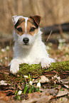 Jack Russell Terrier