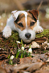 lying Jack Russell Terrier