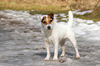 Jack Russell Terrier