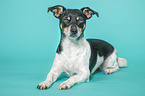 lying Jack Russell Terrier