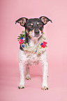 standing Jack Russell Terrier