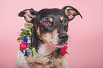 Jack Russell Terrier Portrait