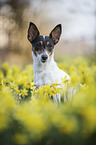 Jack Russell Terrier portrait
