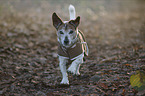 running Jack Russell Terrier