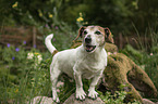 standing Jack Russell Terrier