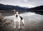standing Jack Russell Terrier