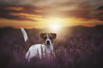 standing Jack Russell Terrier