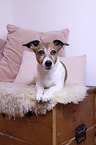 lying Jack Russell Terrier