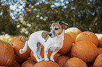 standing Jack Russell Terrier