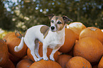 standing Jack Russell Terrier