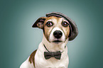 Jack Russell Terrier portrait