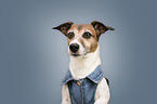 Jack Russell Terrier portrait