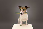 standing Jack Russell Terrier