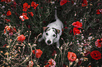 Jack Russell Terrier in the poppy field