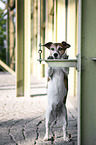 standing Jack Russell Terrier