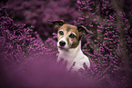 Jack Russell Terrier portrait