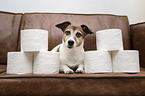 lying Jack Russell Terrier
