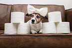 lying Jack Russell Terrier