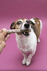 human with Jack Russell Terrier