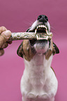human with Jack Russell Terrier