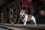 standing Jack Russell Terrier