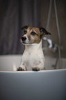 Jack Russell Terrier in the bathtub