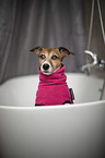 Jack Russell Terrier in the bathtub