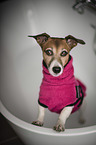 Jack Russell Terrier in the bathtub