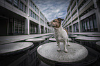 standing Jack Russell Terrier