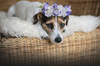 lying Jack Russell Terrier