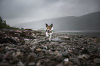 running Jack Russell Terrier