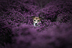 Jack Russell Terrier portrait