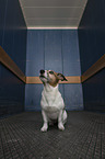 sitting Jack Russell Terrier