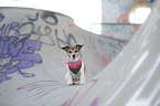 sitting Jack Russell Terrier