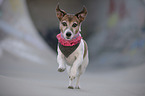 running Jack Russell Terrier