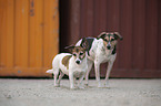 2 Dogs