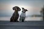 Jack Russell Terrier with Tiger Dachshund