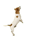 Jack Russell Terrier in front of white background