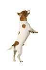 Jack Russell Terrier in front of white background