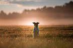 begging Jack Russell Terrier